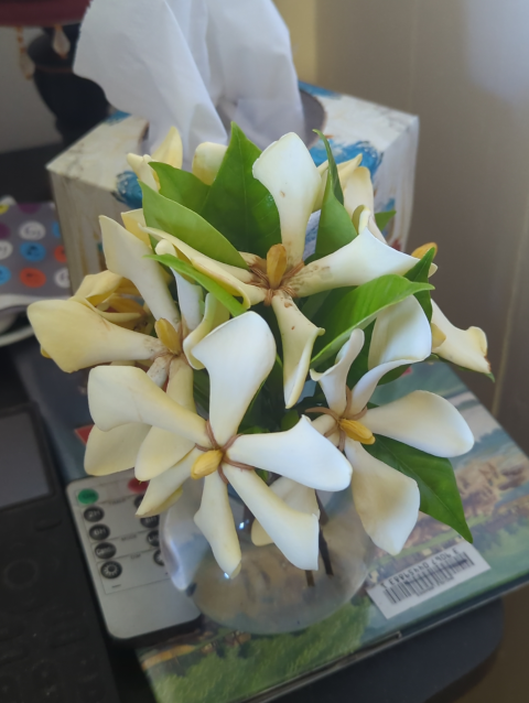 photo of a cluster of Tahitian gardenia in a vase on a bedside table