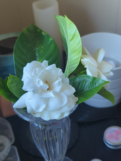 photo of two standard gardenias in a vase