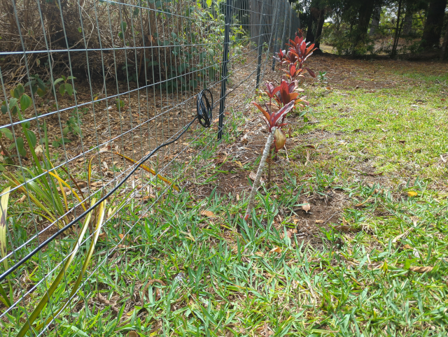 photo of the solar charging cable running along the bottom of the fence, with spare cable curled into a loop