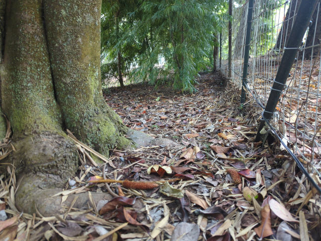 photo of the solar charging cable barely visible running along the bottom of the fence, in an area overhung with podocarpus trees