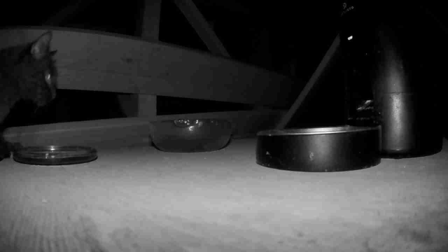black-and-white photo of a cat feeder and bowls, with a black cat approaching from the left