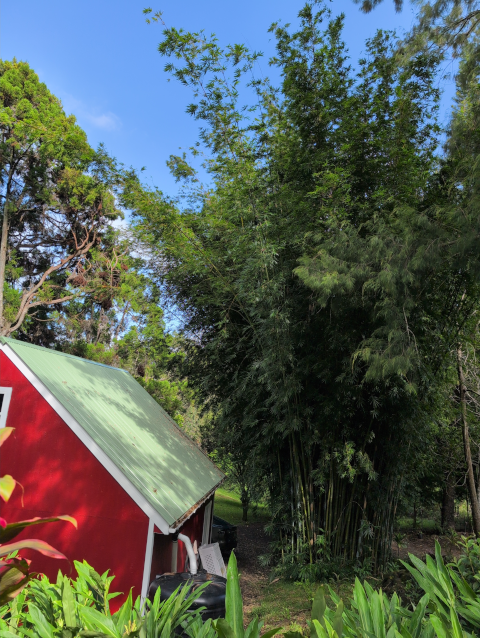 photo of a stand of giant bamboo next to a garage with a twenty-foot high roof