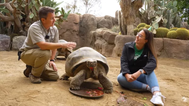 photo of Gramma the Galápagos tortoise in 2022 with two San Diego Zoo workers at her sides