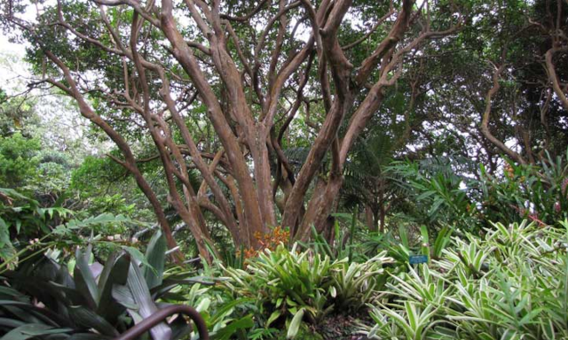 photograph of a strawberry guava tree