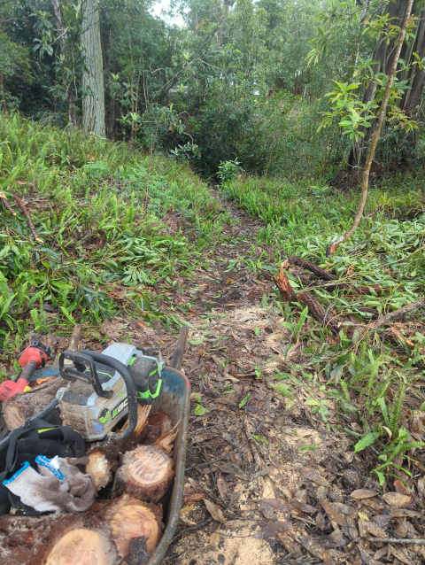 photo looking down a cleared path to where it drops off into a dark gulch and surrounding jungle