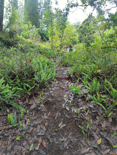 photo showing a path up from the jungle surrounding the gulch out onto our front lawn by the garage