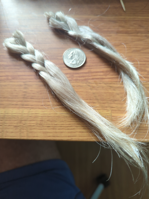 photo showing the ends of two severed braids of silver-gray hair with a US quarter dollar coin for scale