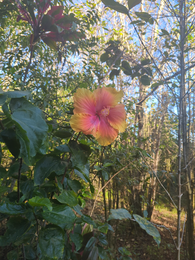 photograph of a hibiscus flower in full bloom near our home