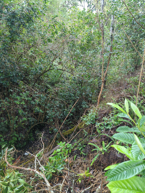photo looking down through the jungle canopy into our gulch