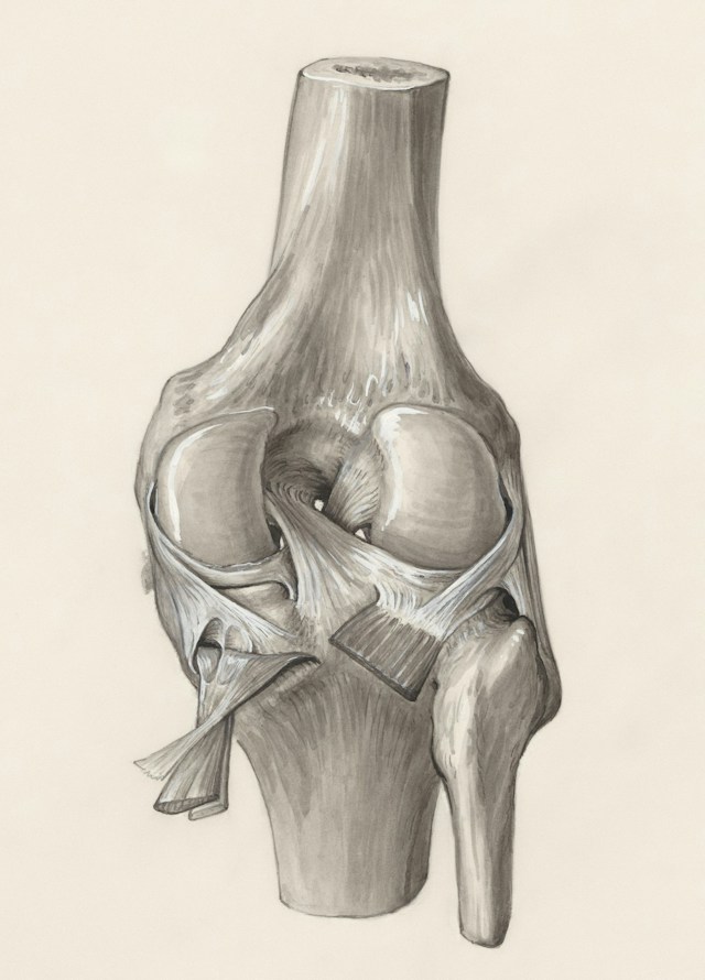 illustration of the connective tissue of a knee joint