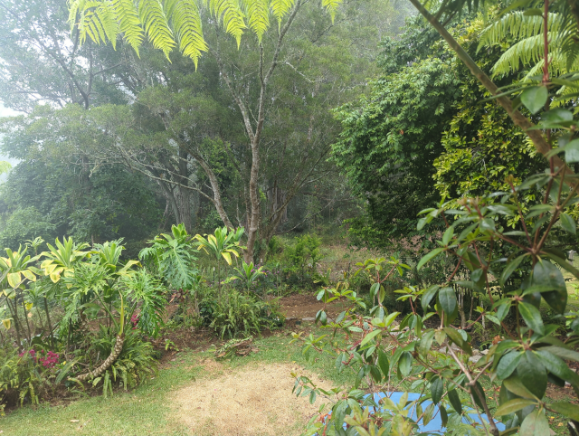 photo looking from the deck of our house down into the wild mist forest in the gulch