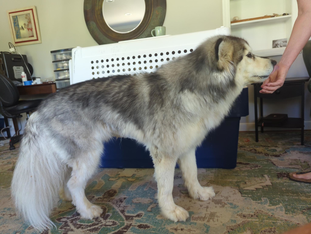 photograph of Luna, a large Alaskan malamute