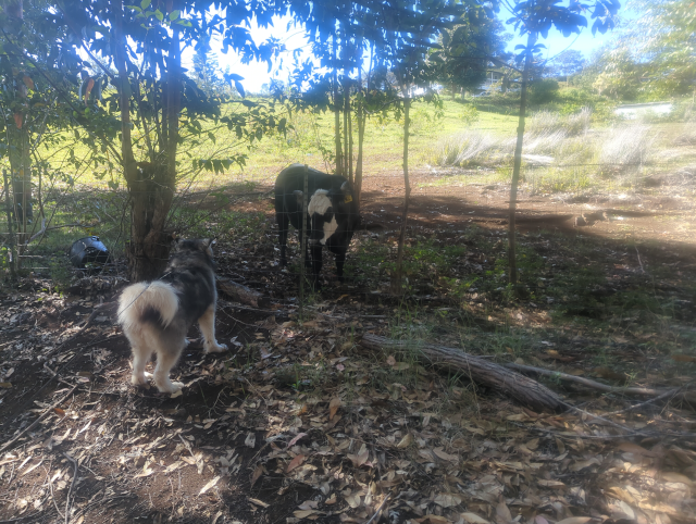 photo of Luna the Big Dog™ nose to nose (through a wire fence) with a large cow