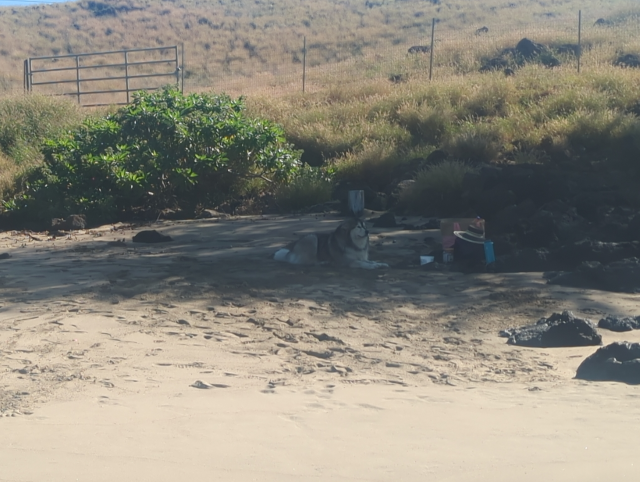 photo of Luna the Big Dog™ in the sand at the beach