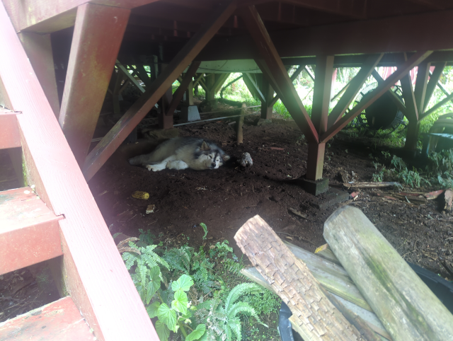 photo of a dark area under our deck; Luna has dug out a depression in the dirt and is lying in it; several toys (a cob of corn and a stuffed lamb) are around her