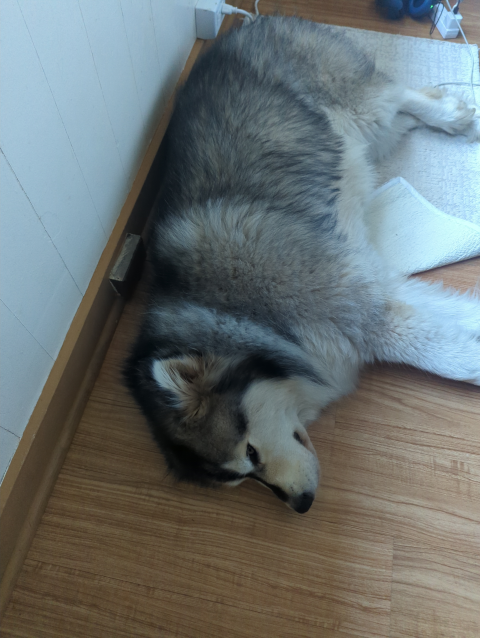photo of Luna the Big Dog™ half asleep by the side of the bed
