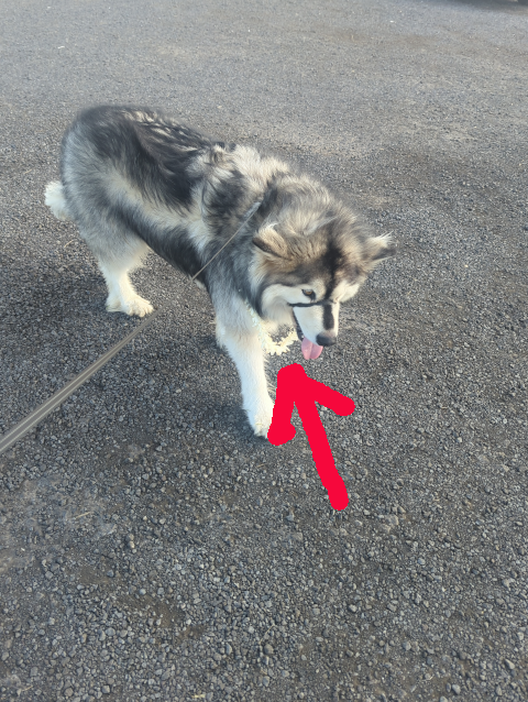 photo of Luna in the airport parking lot wearing a lei