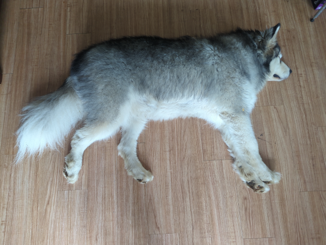 photo of Luna the Big Dog™ in repose on the floor