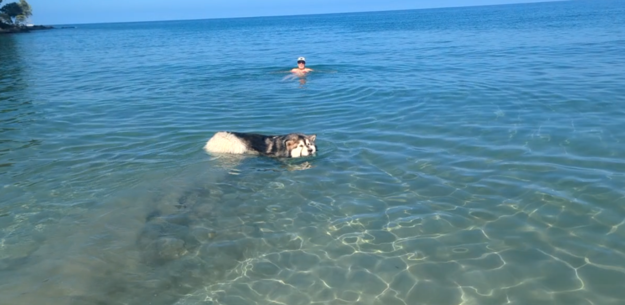 photo of Luna swimming in a calm ocean with HA in the background