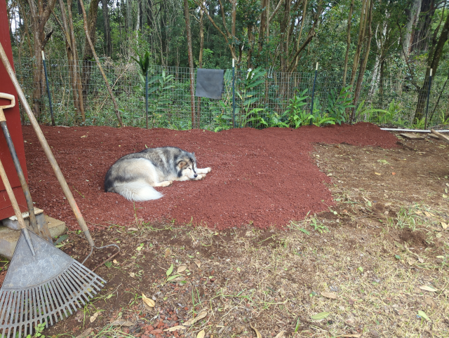 photo of Luna lying on some freshly-laid red volcanic cinder