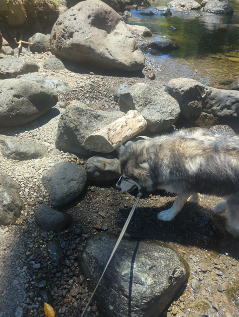 photo of Luna the Big Dog™, an Alaskan malamute, sniffing around a rocky stream