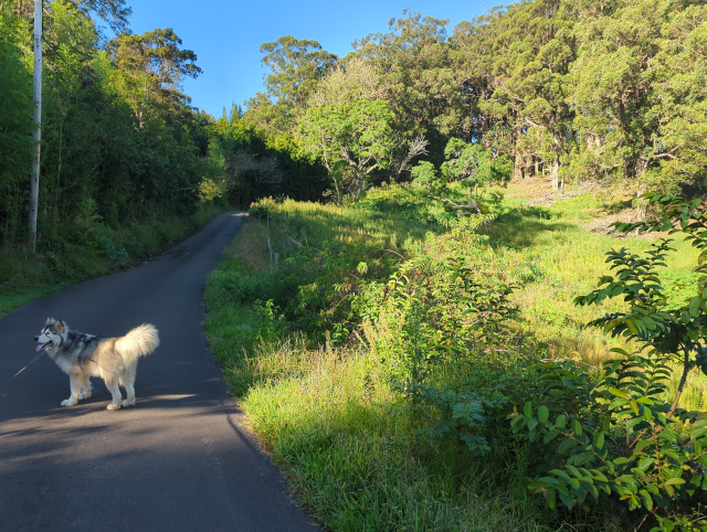 photograph of Luna the Big Dog™ on the road up the mountain