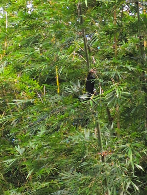 photo of the autonomous solar mesh node strapped to a now upgright bamboo culm