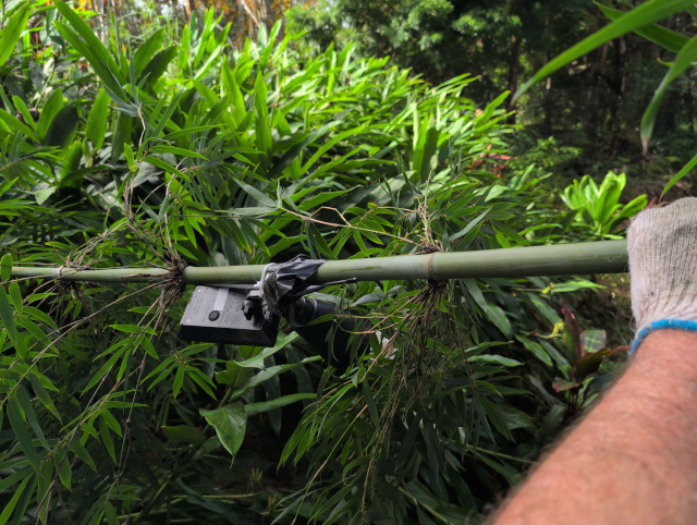 photo of the autonomous solar mesh node strapped to a culm of giant bamboo that has been bent down to ground level