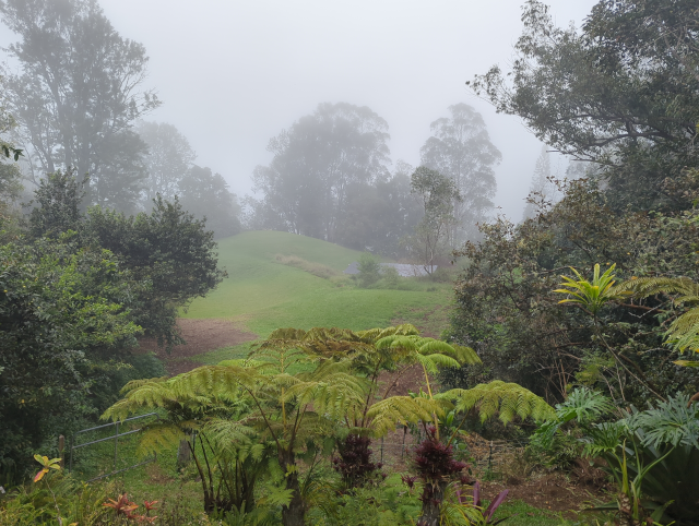 photograph of a solar panel array shrouded in mist