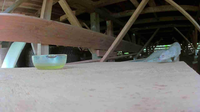photo of a mongoose under the house where the cat food used to go