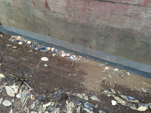 photo of the back of the henhouse, showing a litter of broken eggshells