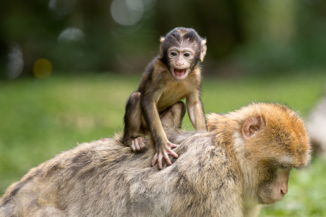 photo of a young berber monkey riding on the back of a much larger one