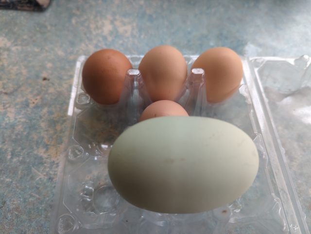 photo showing a very large green egg with four much smaller brown eggs in the background