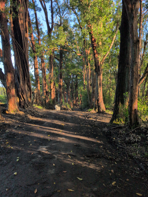 photo of Luna the Big Dog™ walking along a tree-lined road on this fall morning, with early sunlight slanting through the trees