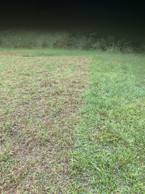 photo showing pasture where the electric-fenced paddock used to be; the grass that was inside the paddock is eaten down to bare earth