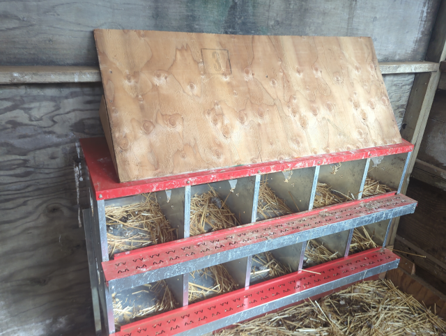 photo of the chickens' nesting boxes, with a steep plywood roof installed above them
