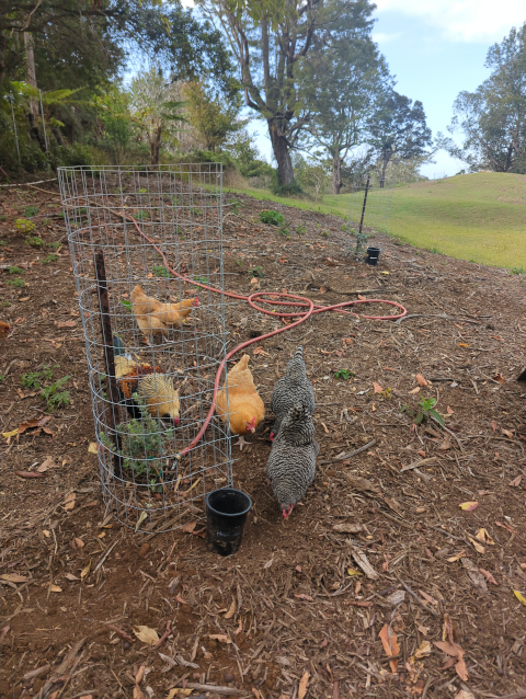 photo of two small, freshly-planted 'ōhi'a trees in wire cages to protect them from ravenous sheep