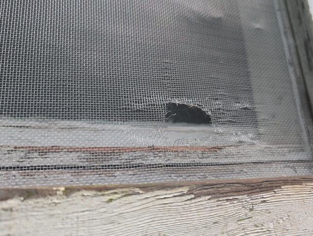 photo of the new screen with a new mouse hole in it