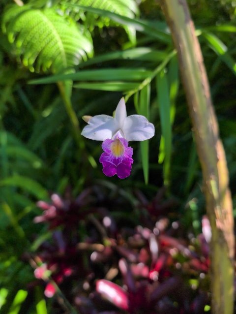 photo of a white-and-purple orchid against a backdrop of green foliage