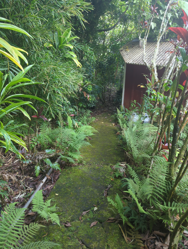 photograph of the moss-covered stepping stones leading through jungle to the outdoor shower