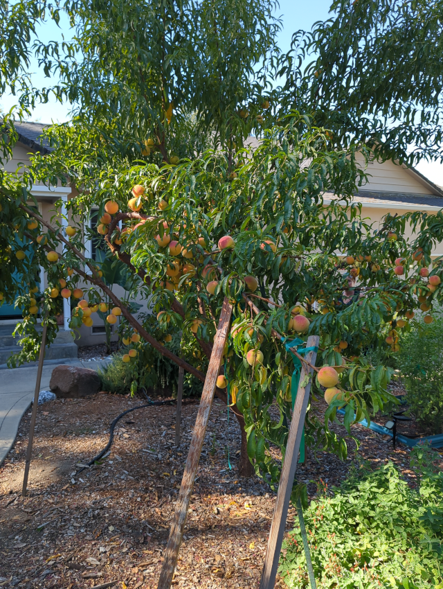 photo of the peach tree showing ripening peaches