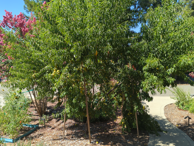 photo of a growing peach tree with many, many ripening peaches