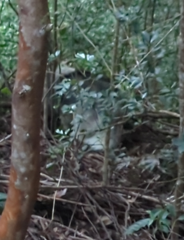 indistinct photograph of Luna with a small pig trapped under a fallen tree