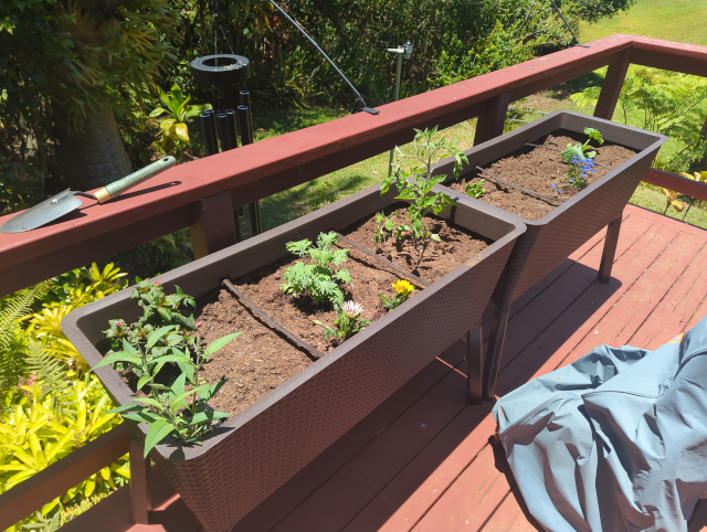 photo of two raised planters with a lot of seedling vegetables