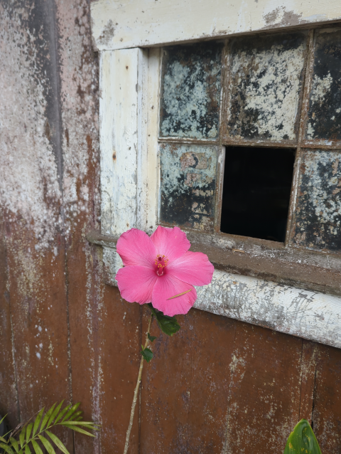 photo of a large, strikingly pink hibiscus blossom in front of the lichen-encrusted window of the old shed