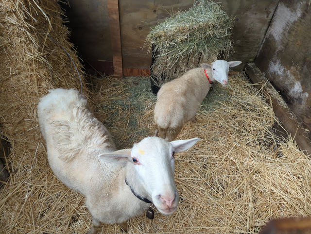 photo of two sheep in our goat barn