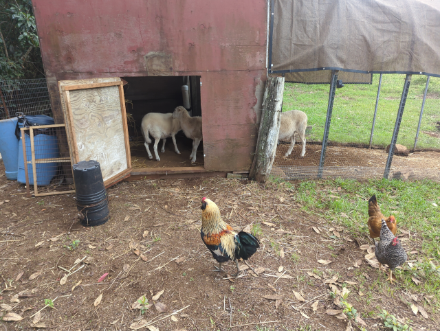 photo showing chickens ranging about outside the henhouse, while the sheep investigate inside