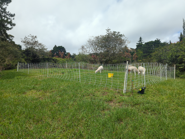 photo showing a portable electric fence marking off part of the pasture with three sheep inside