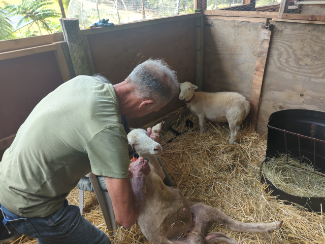 photo of Vinda the sheep being held on his back and getting his hooves trimmed while Lu looks on