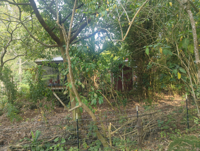 photo of our outdoor shower through the surrounding rain forest